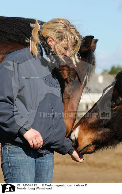 Mecklenburger / Mecklenburg Warmblood / AP-04812