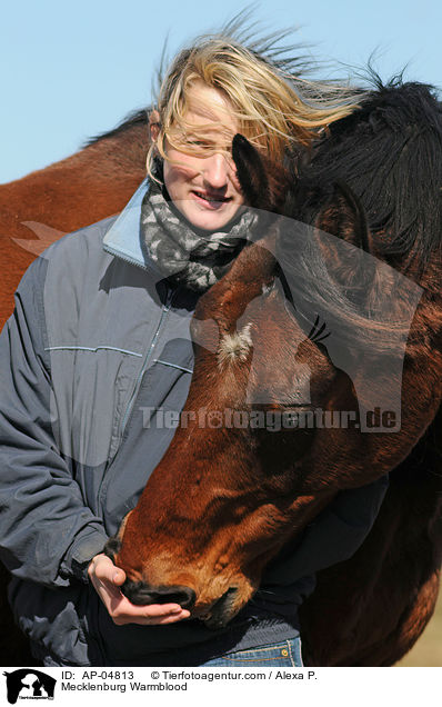 Mecklenburger / Mecklenburg Warmblood / AP-04813