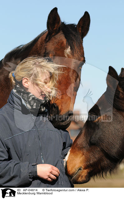 Mecklenburger / Mecklenburg Warmblood / AP-04814