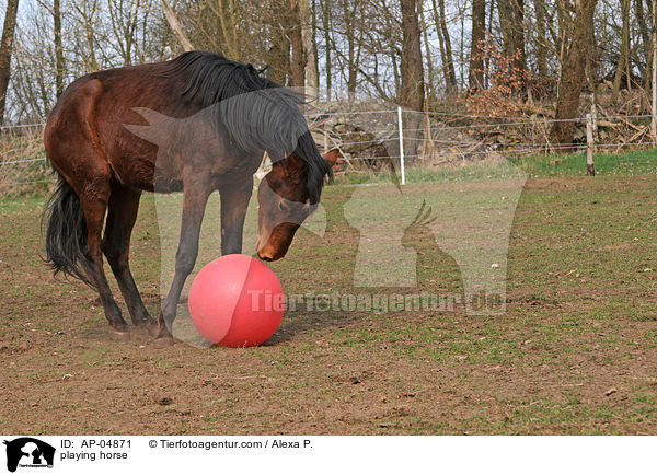 playing horse / AP-04871