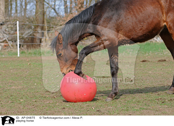 playing horse / AP-04875