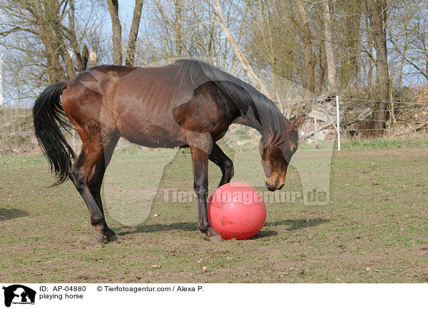 playing horse / AP-04880