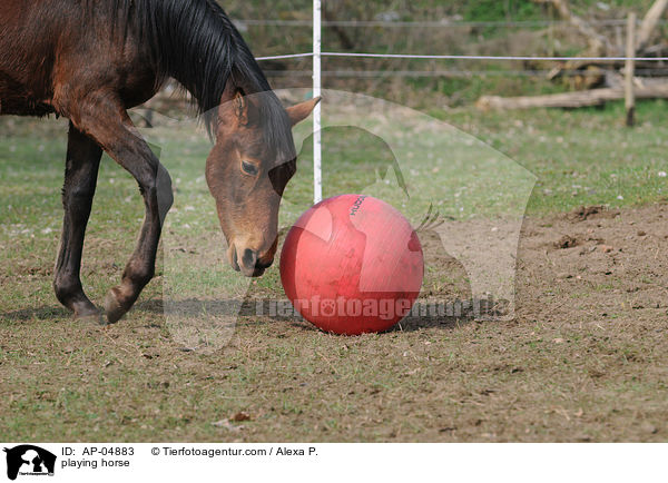 playing horse / AP-04883