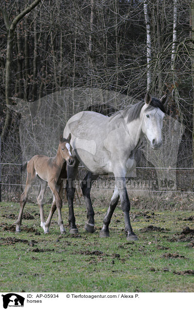 horses / AP-05934