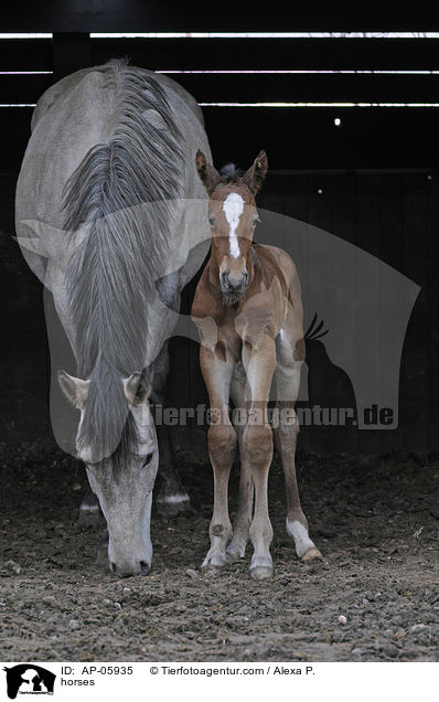 horses / AP-05935