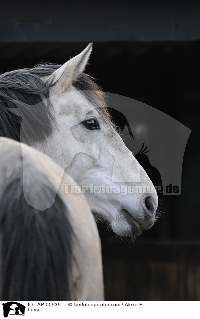 horse / AP-05939