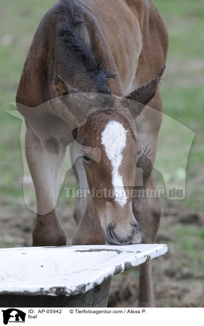 foal / AP-05942