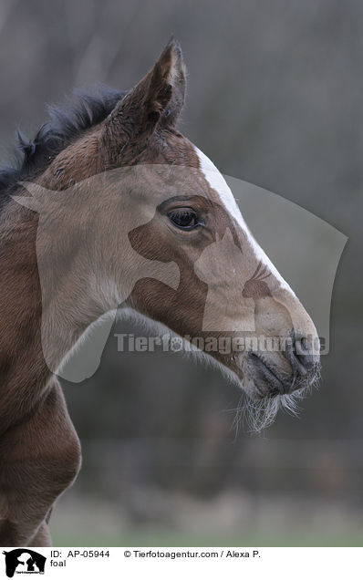 foal / AP-05944