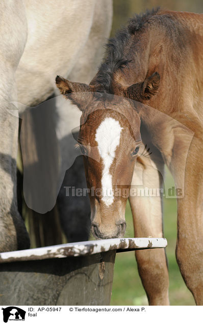 foal / AP-05947
