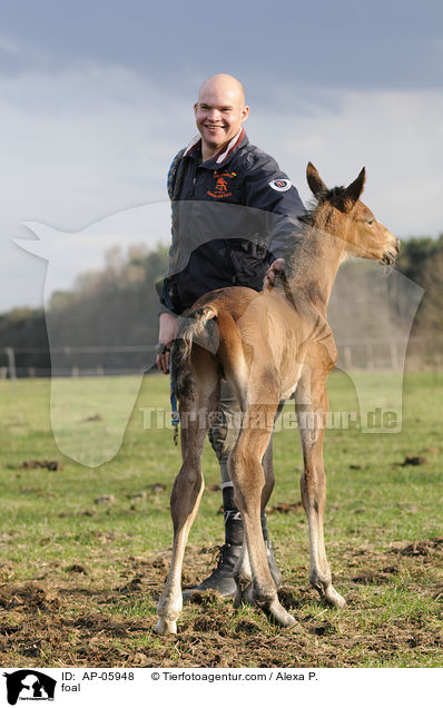 foal / AP-05948