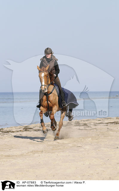 Frau reitet Mecklenburger / woman rides Mecklenburger horse / AP-07883