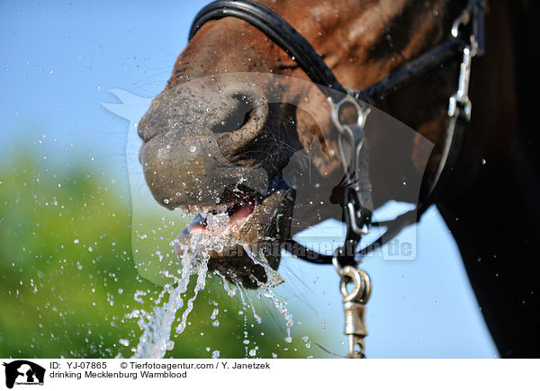 drinking Mecklenburg Warmblood / YJ-07865