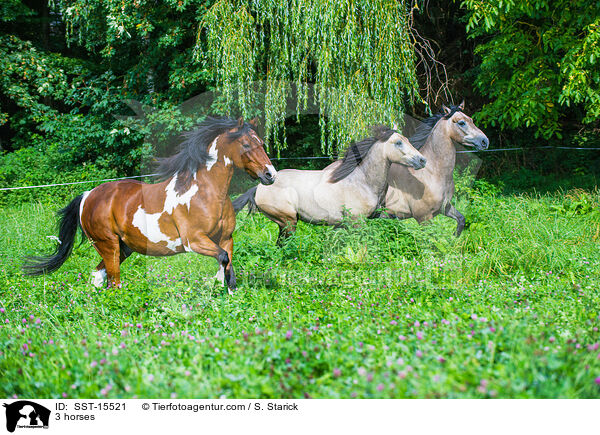3 horses / SST-15521