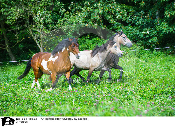 3 horses / SST-15523