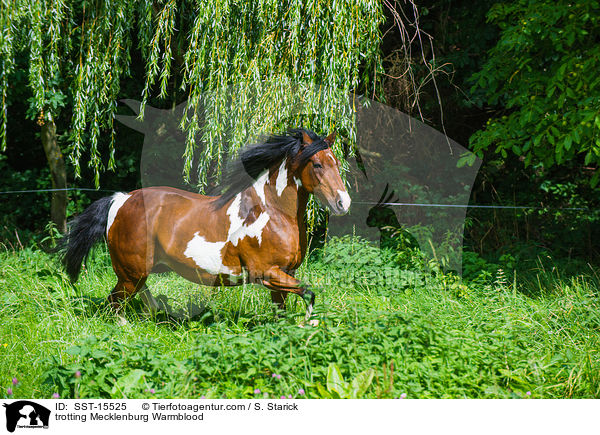 trotting Mecklenburg Warmblood / SST-15525