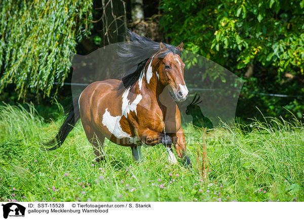 galoppierender Mecklenburger / galloping Mecklenburg Warmblood / SST-15528