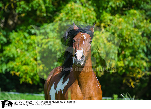Mecklenburger Portrait / Mecklenburg Warmblood Portrait / SST-15529