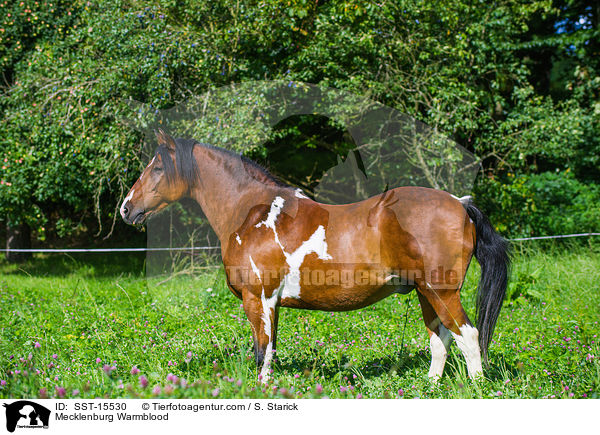 Mecklenburger / Mecklenburg Warmblood / SST-15530