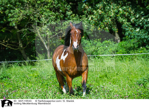 trabender Mecklenburger / trotting Mecklenburg Warmblood / SST-15533
