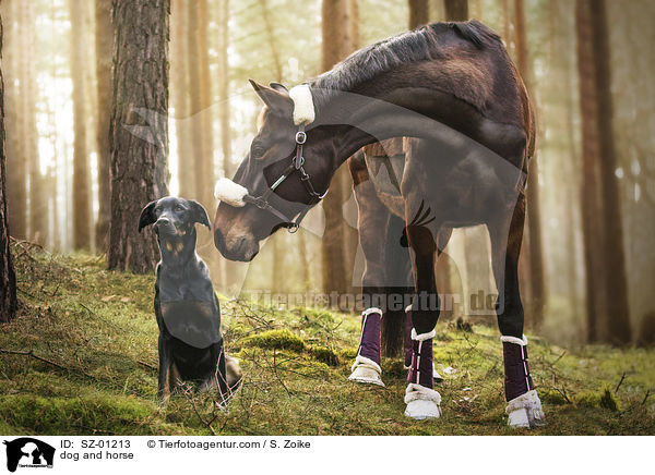 dog and horse / SZ-01213