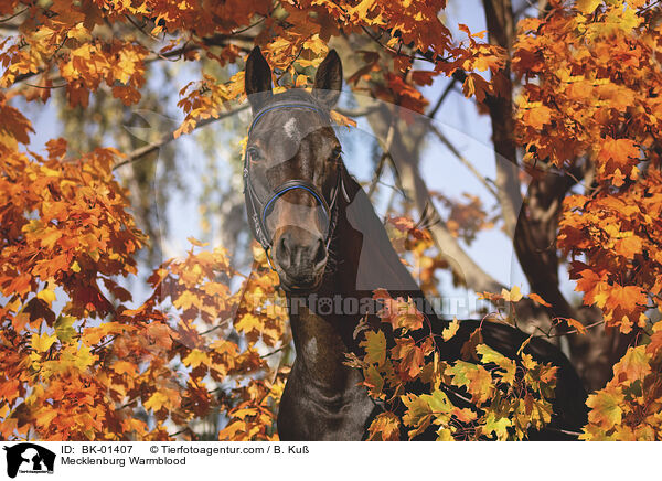 Mecklenburg Warmblood / BK-01407