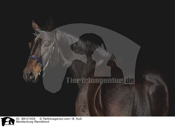 Mecklenburg Warmblood / BK-01409