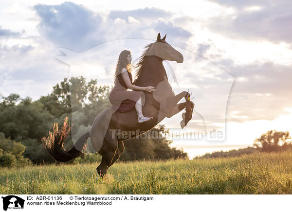 woman rides Mecklenburg Warmblood / ABR-01136