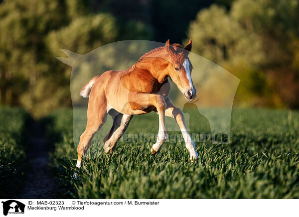 Mecklenburg Warmblood / MAB-02323