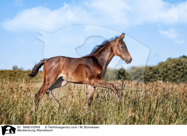 Mecklenburger / Mecklenburg Warmblood / MAB-02669