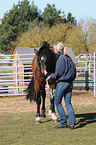 put on a halter