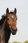 Mecklenburg Horse Portrait