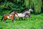 3 horses