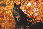 Mecklenburg Warmblood