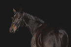 Mecklenburg Warmblood