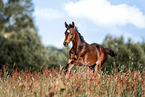 Mecklenburg Warmblood