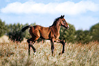 Mecklenburg Warmblood