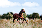 Mecklenburg Warmblood