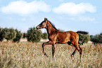 Mecklenburg Warmblood