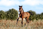 Mecklenburg Warmblood