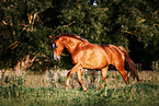 Mecklenburg Warmblood