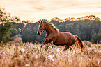 Mecklenburg Warmblood