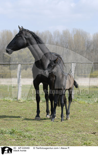 Menorquinisches Pferd / black horse / AP-02949