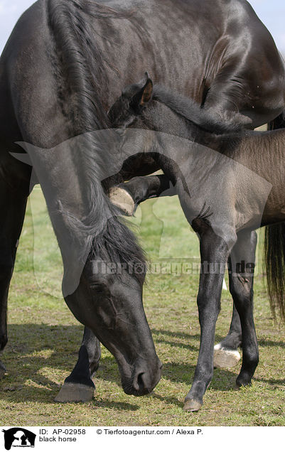 black horse / AP-02958