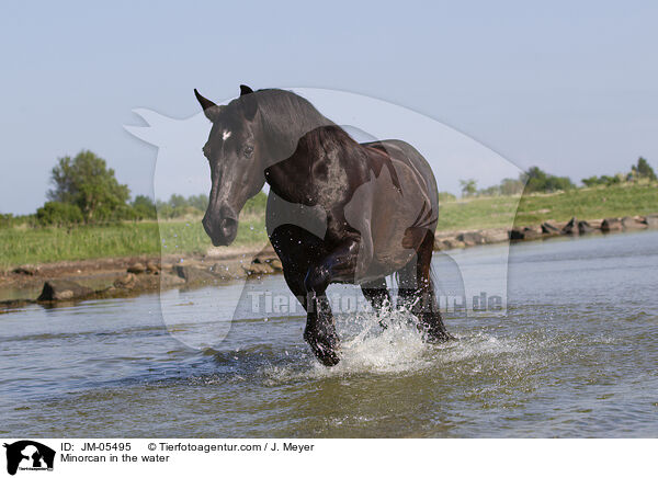 Minorcan in the water / JM-05495