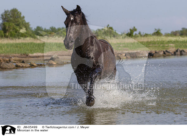 Minorcan in the water / JM-05499