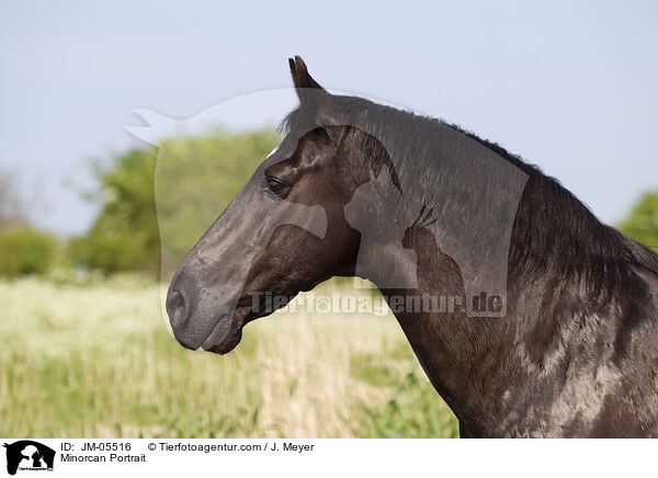 Minorcan Portrait / JM-05516