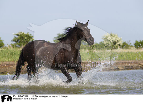 Minorcan in the water / JM-05518