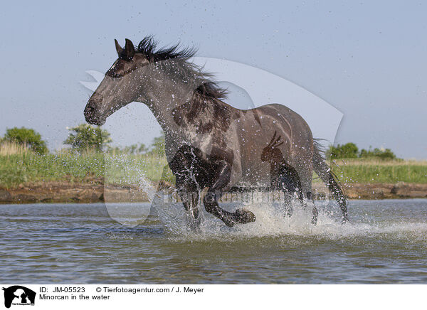 Minorcan in the water / JM-05523