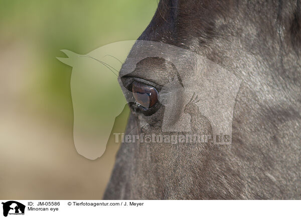 Menorquiner Auge / Minorcan eye / JM-05586