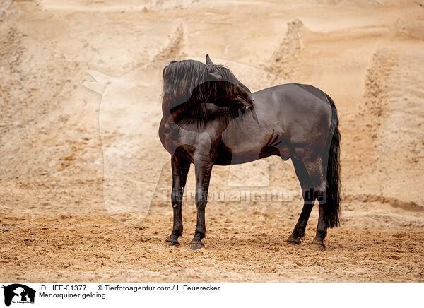 Menorquiner gelding / IFE-01377